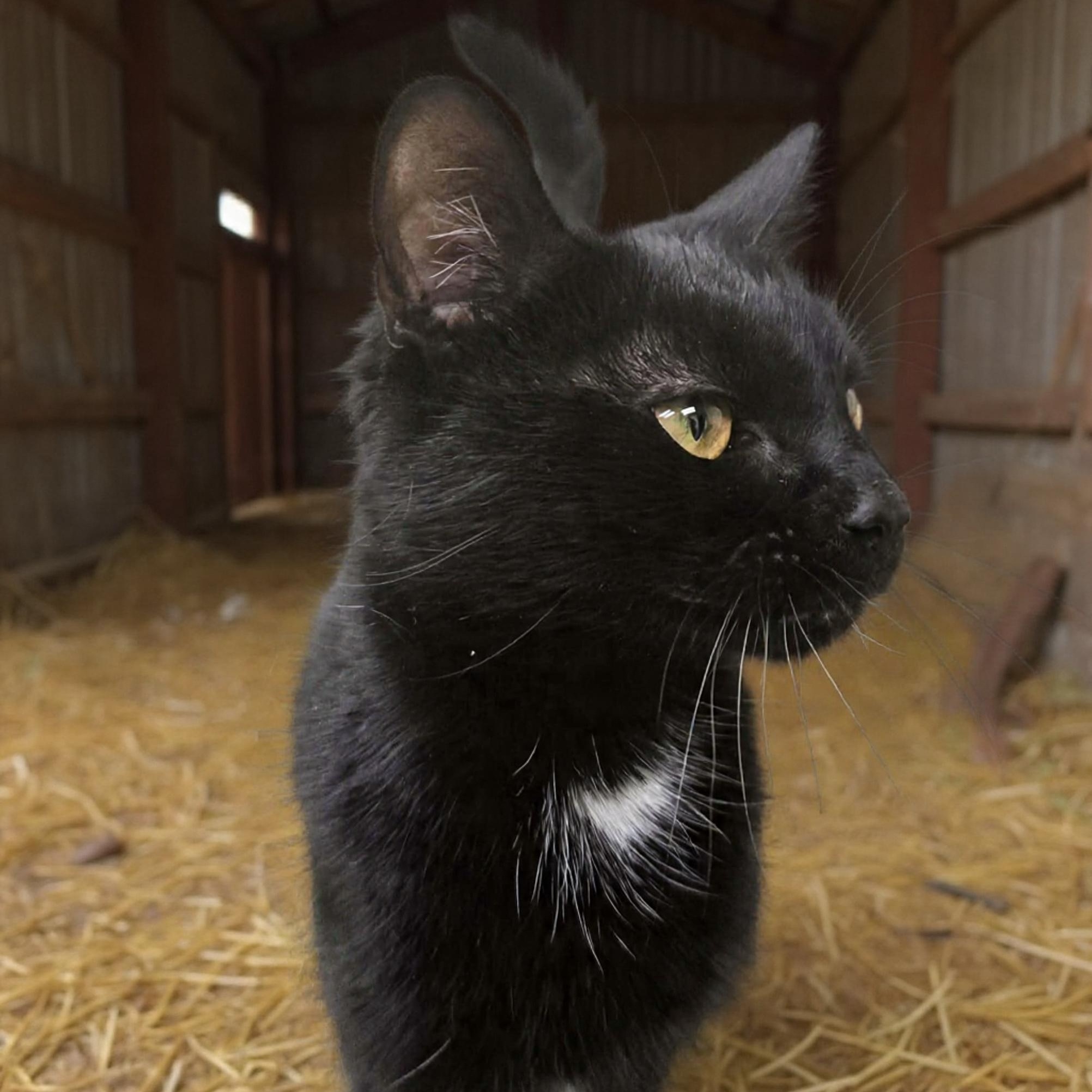 Enlarge Mittens Mayhem, a ADOPTABLE Domestic Short Hair in Xenia , OH image 2/6