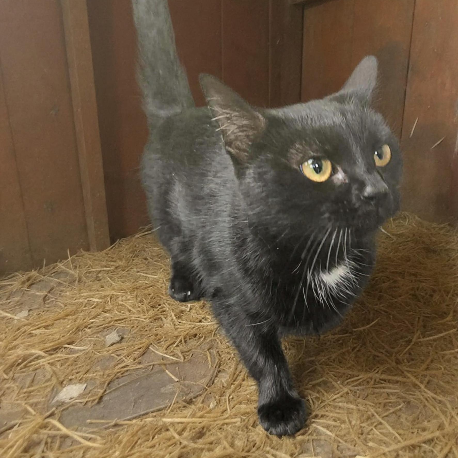 Enlarge Mittens Mayhem, a ADOPTABLE Domestic Short Hair in Xenia , OH image 6/6