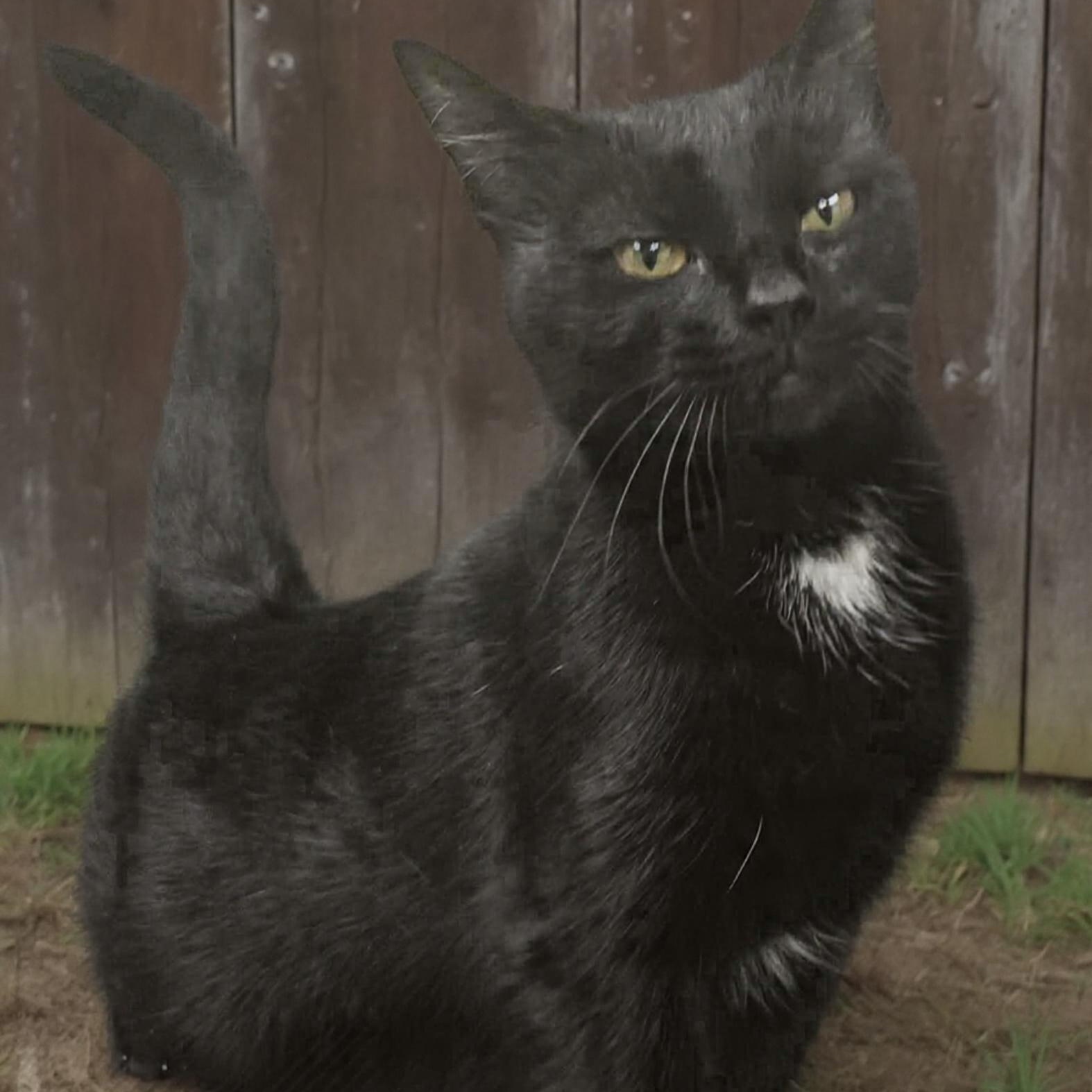 Enlarge Mittens Mayhem, a ADOPTABLE Domestic Short Hair in Xenia , OH image 3/6