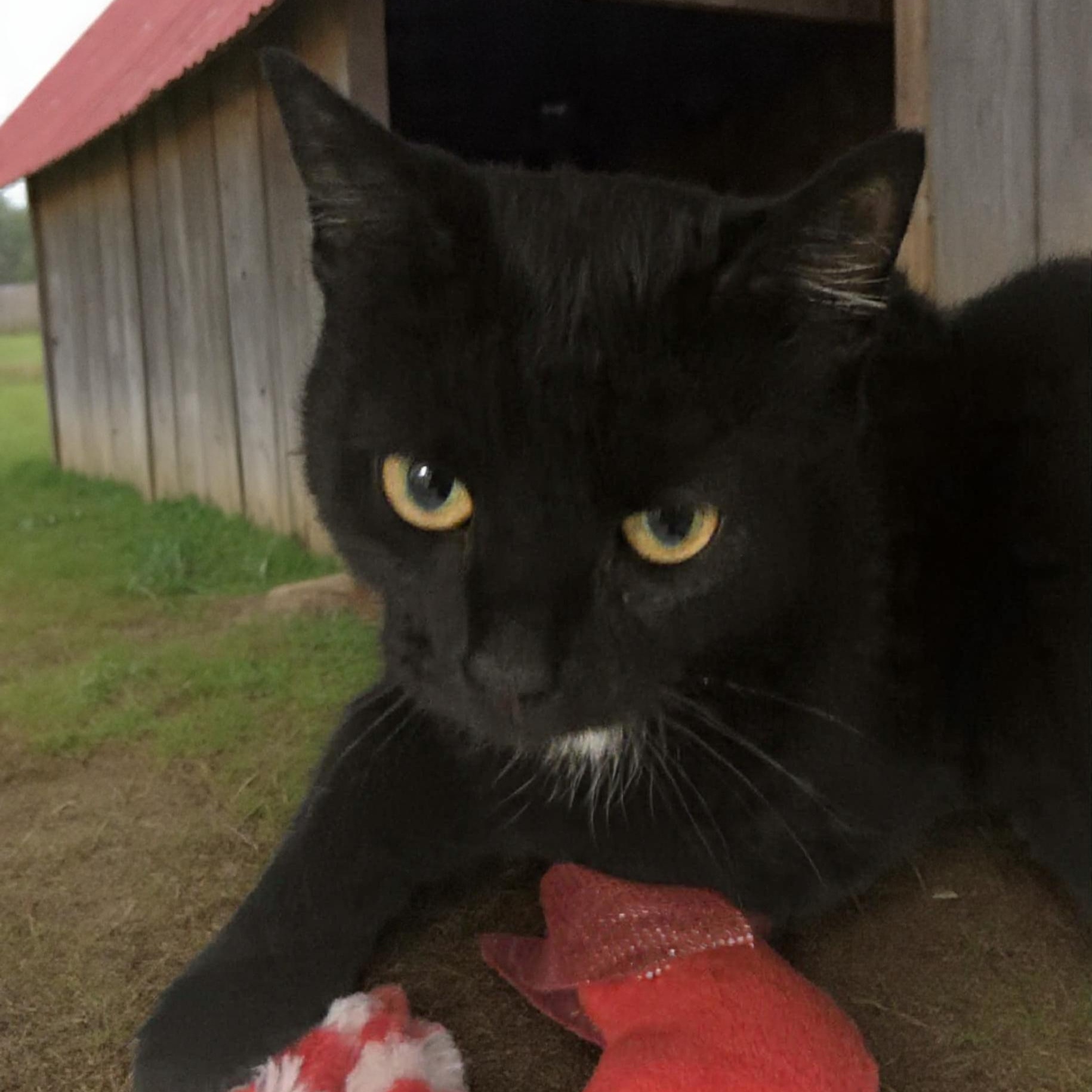 Enlarge Mittens Mayhem, a ADOPTABLE Domestic Short Hair in Xenia , OH image 4/6