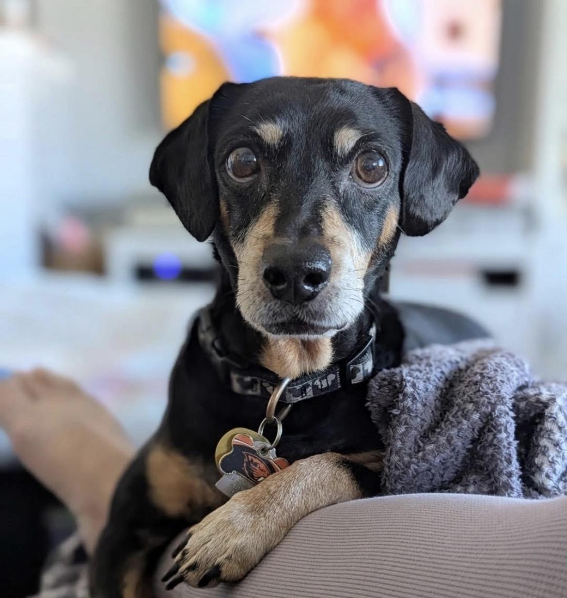 Flynn, ADOPTABLE, Senior Male Chiweenie.