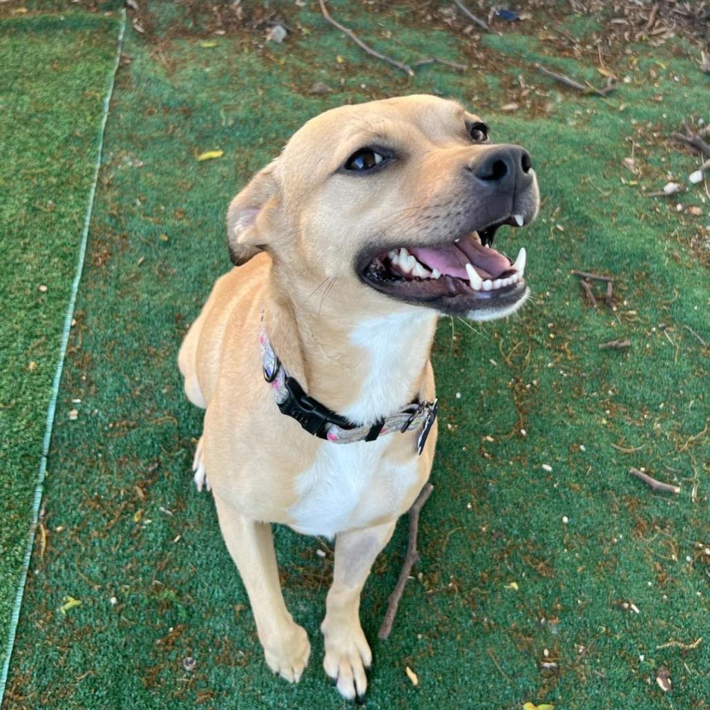 Enlarge Pixie, a Adoptable Labrador Retriever in Chicago, IL image 2/6