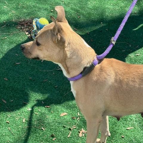 Enlarge Pixie, a Adoptable Labrador Retriever in Chicago, IL image 6/6