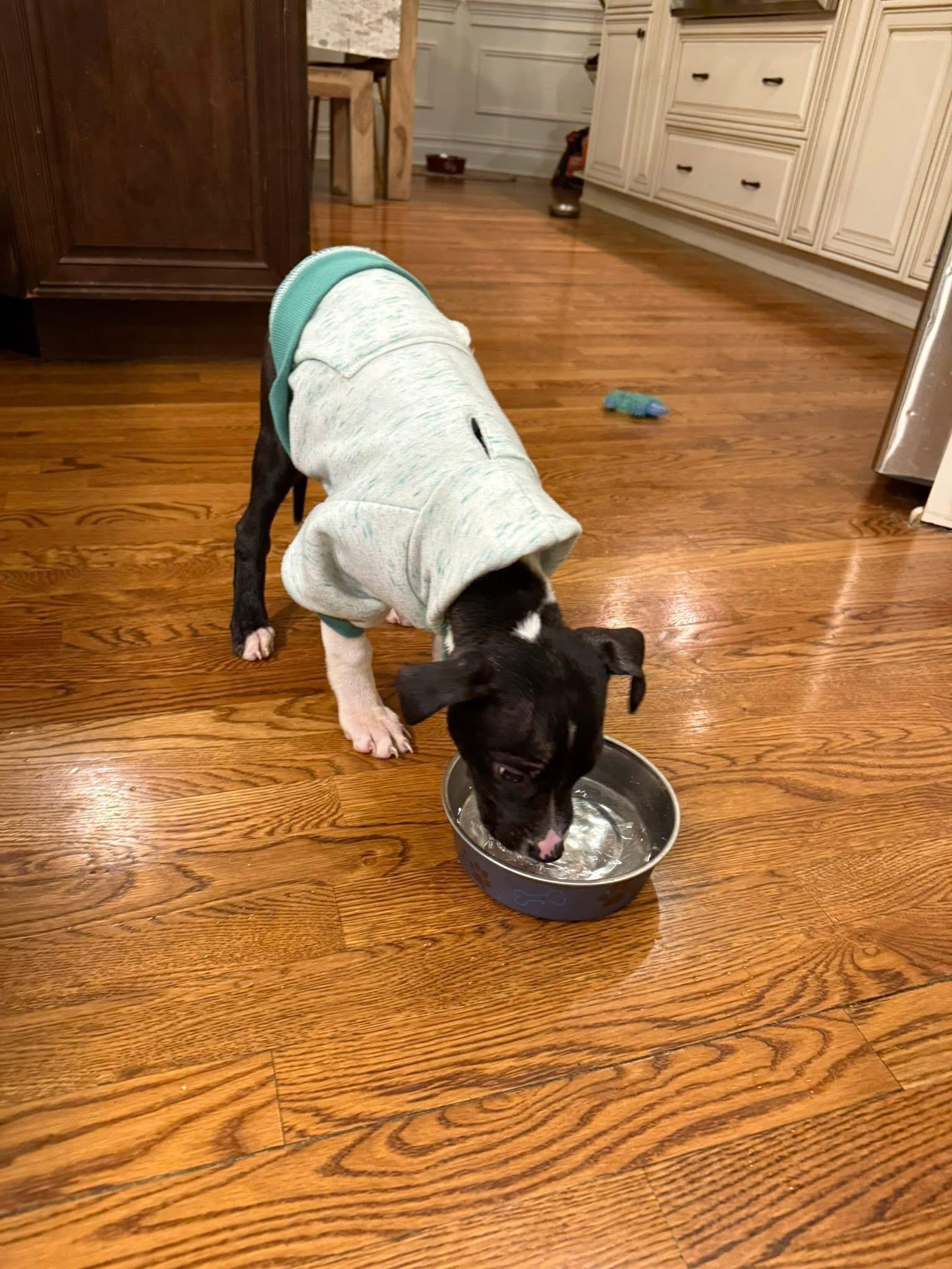 Enlarge Snoops, a ADOPTABLE mixed breed in Jackson , NJ image 3/5