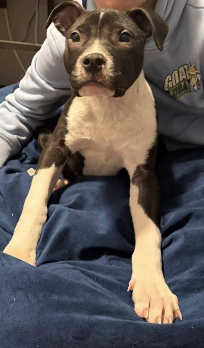 Enlarge Snoops, a ADOPTABLE mixed breed in Jackson , NJ image 5/5