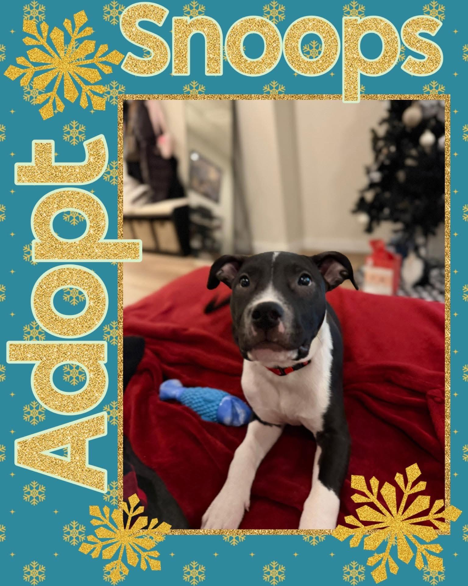 Enlarge Snoops, a ADOPTABLE mixed breed in Jackson , NJ image 4/5