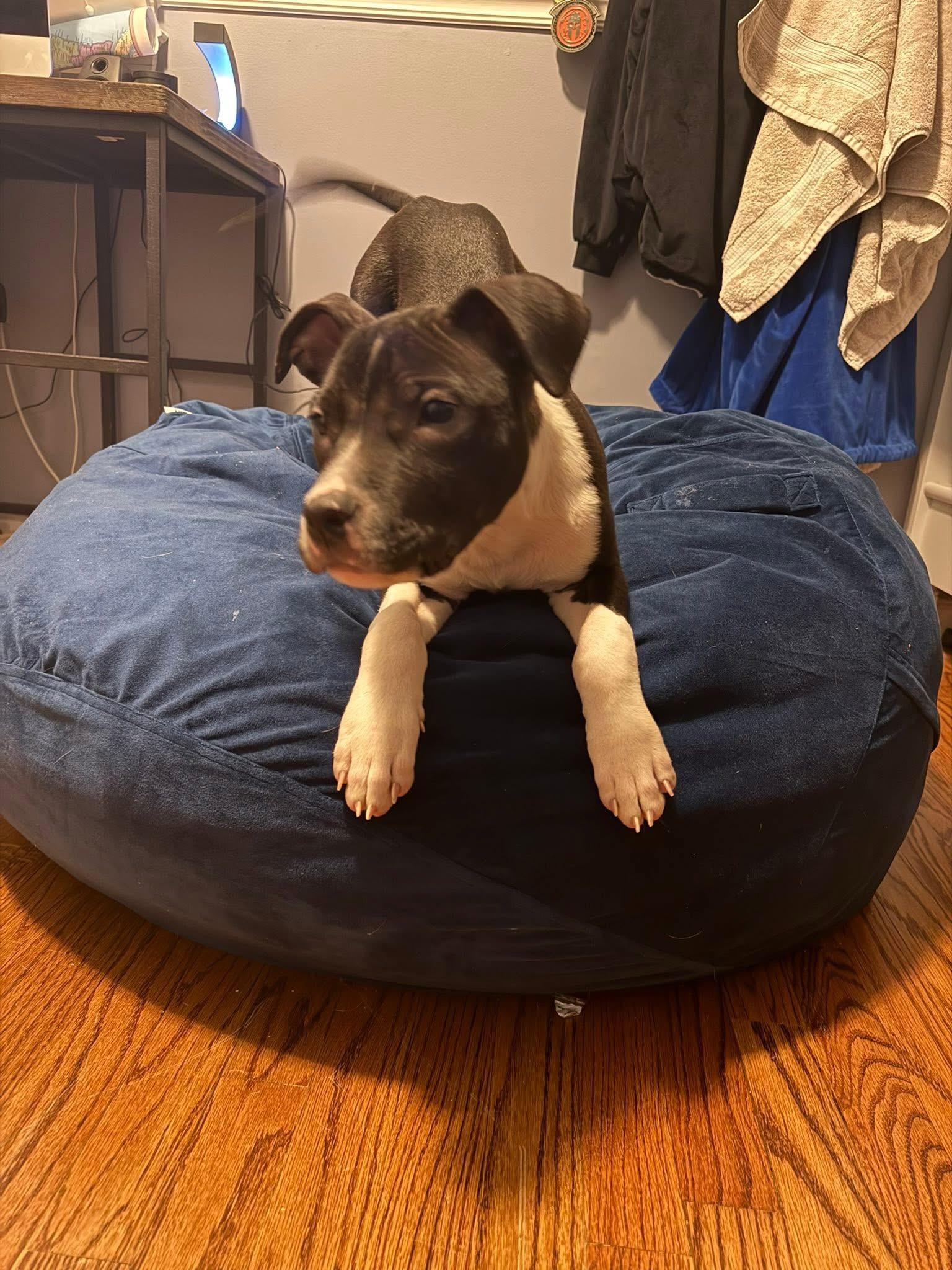 Enlarge Snoops, a ADOPTABLE mixed breed in Jackson , NJ image 2/5