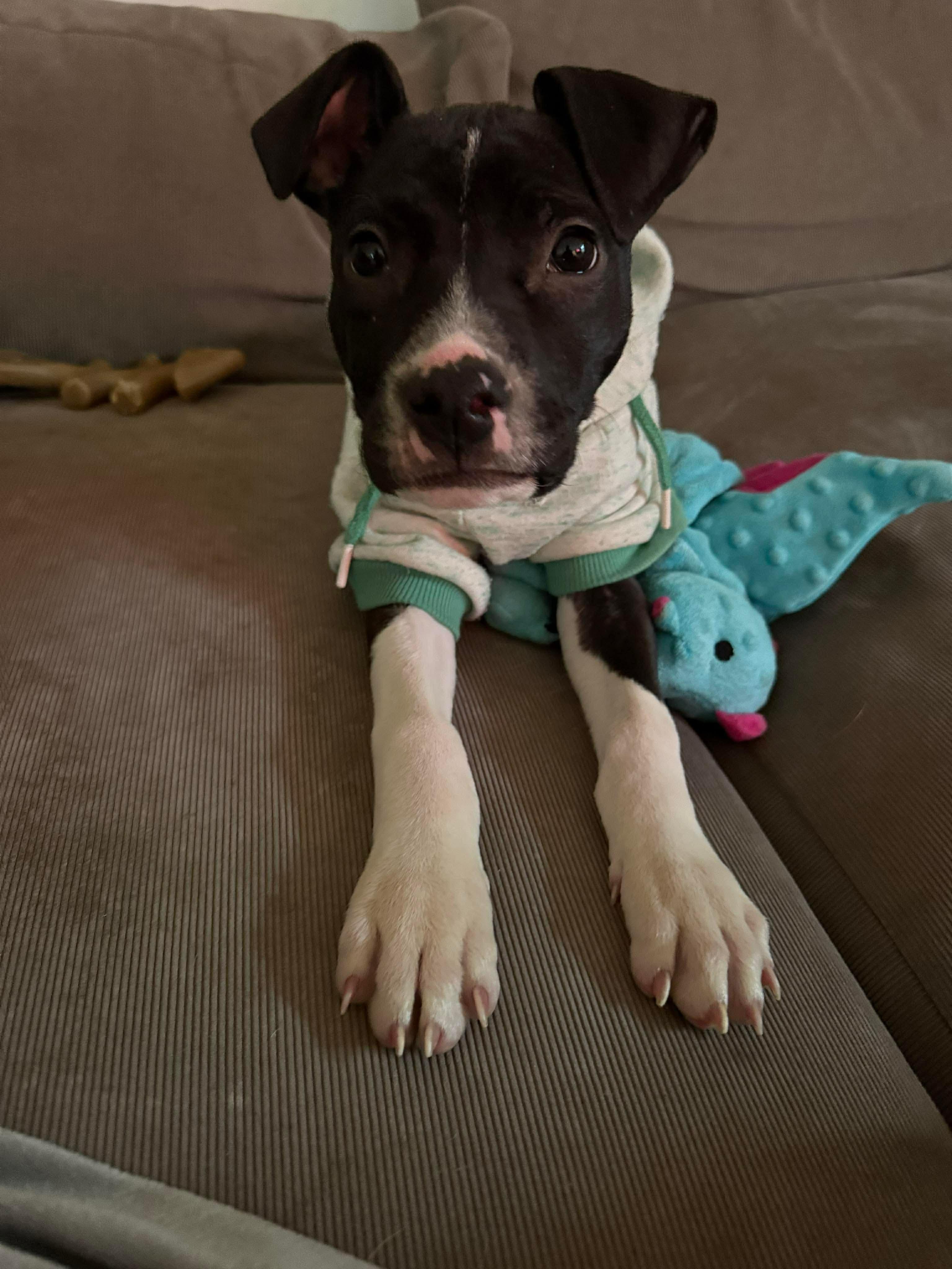 Snoops, ADOPTABLE, Puppy Male Pit Bull Terrier.