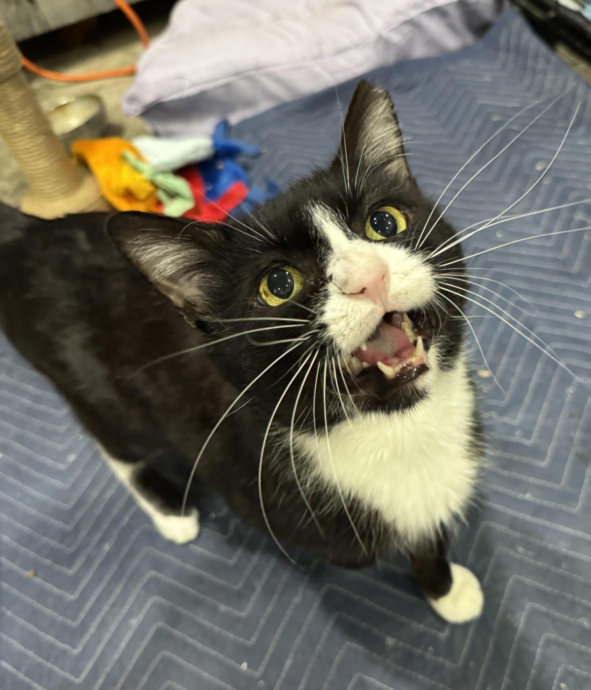 Fancy Pants, Adoptable, Adult Male Domestic Short Hair.