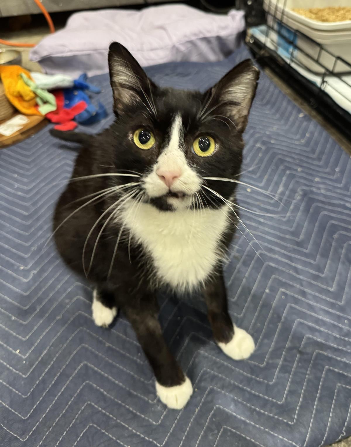 Enlarge Fancy Pants, a Adoptable Domestic Short Hair in Chandler, AZ image 2/3