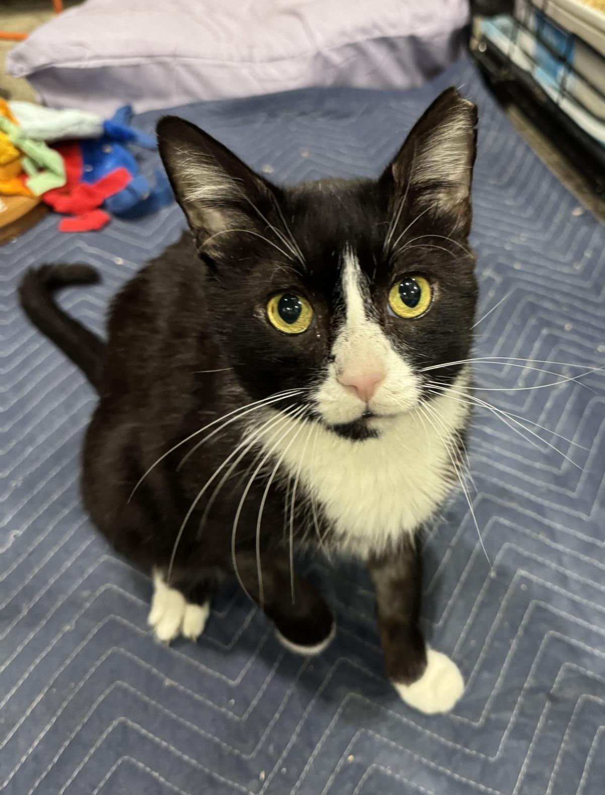 Enlarge Fancy Pants, a Adoptable Domestic Short Hair in Chandler, AZ image 3/3