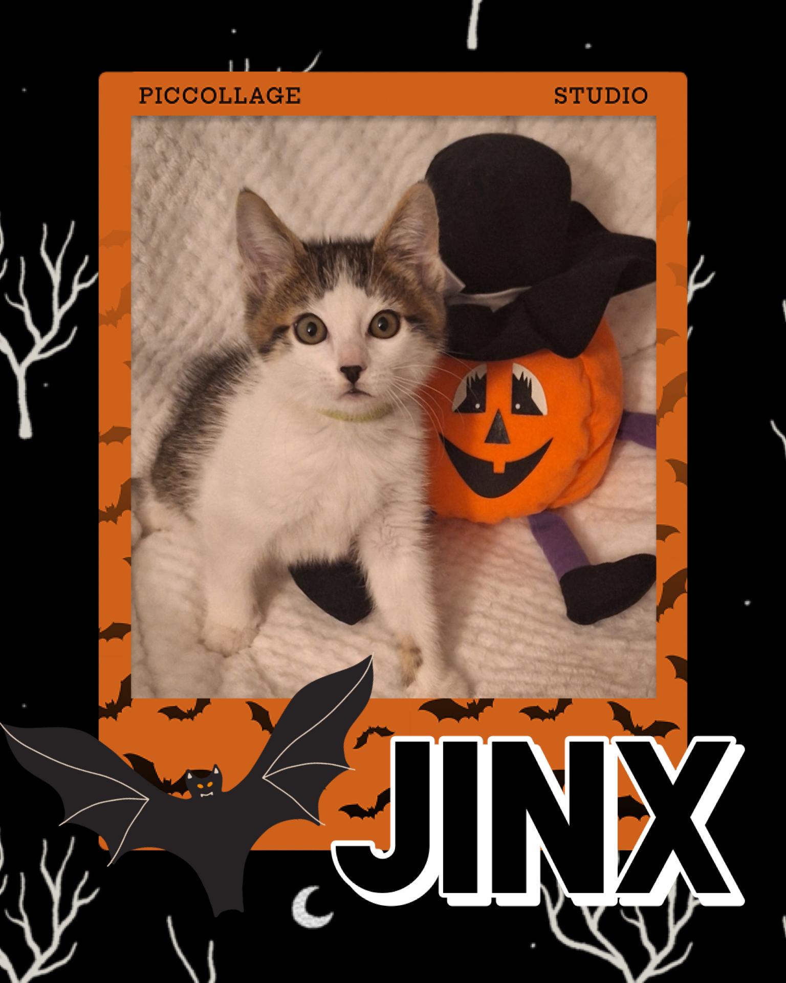 Jinx photo