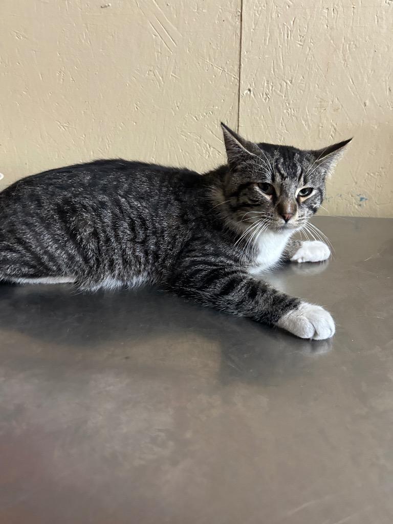 Fizz, Adoptable, Adult Male Domestic Medium Hair.