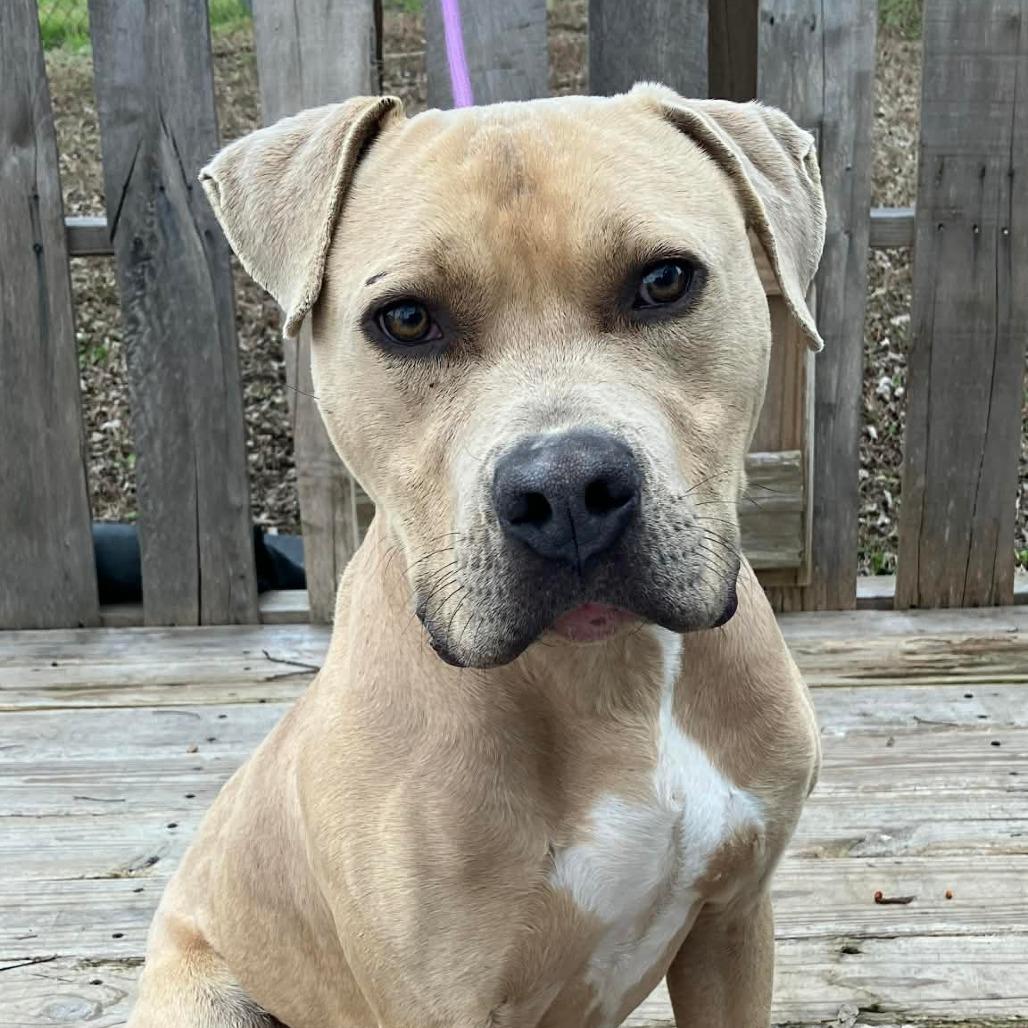 Jeff, Adoptable, Adult Male Mixed Breed.