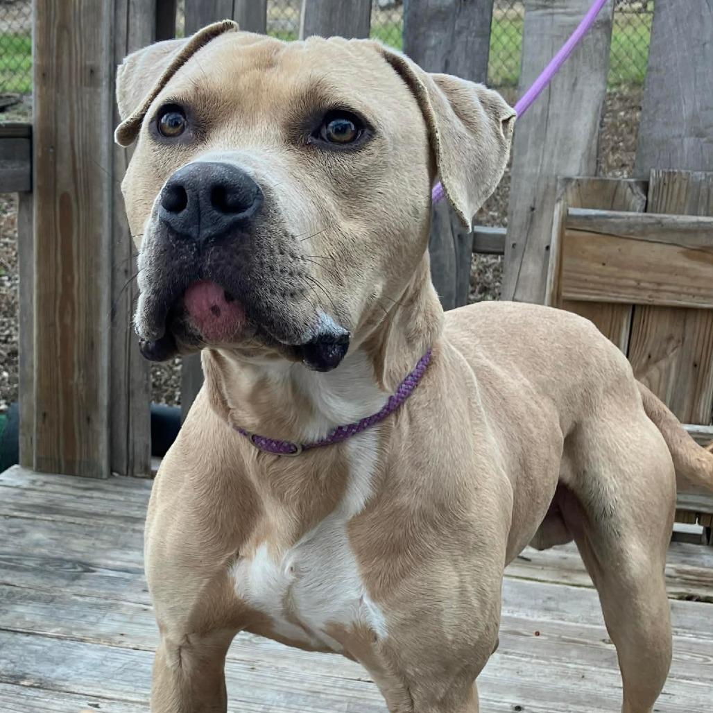 Enlarge Jeff, a Adoptable Mixed Breed in Pulaski, TN image 2/2