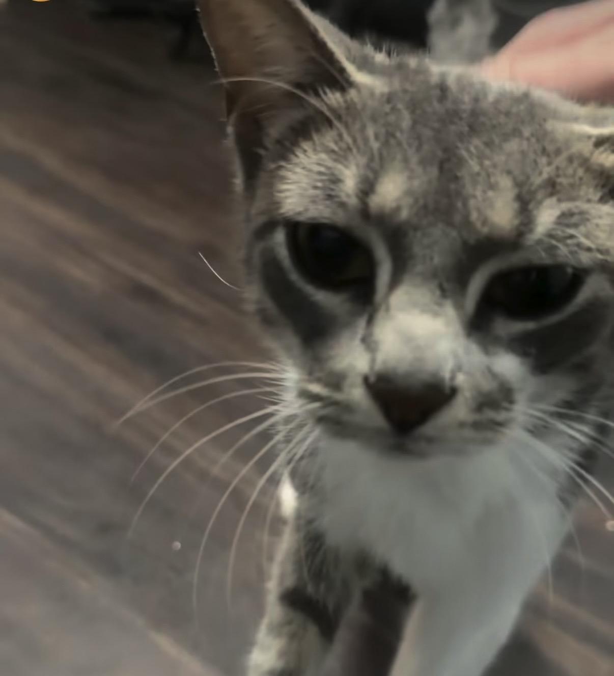 Enlarge Maya, a Adoptable American Shorthair in Livonia, MI image 2/3