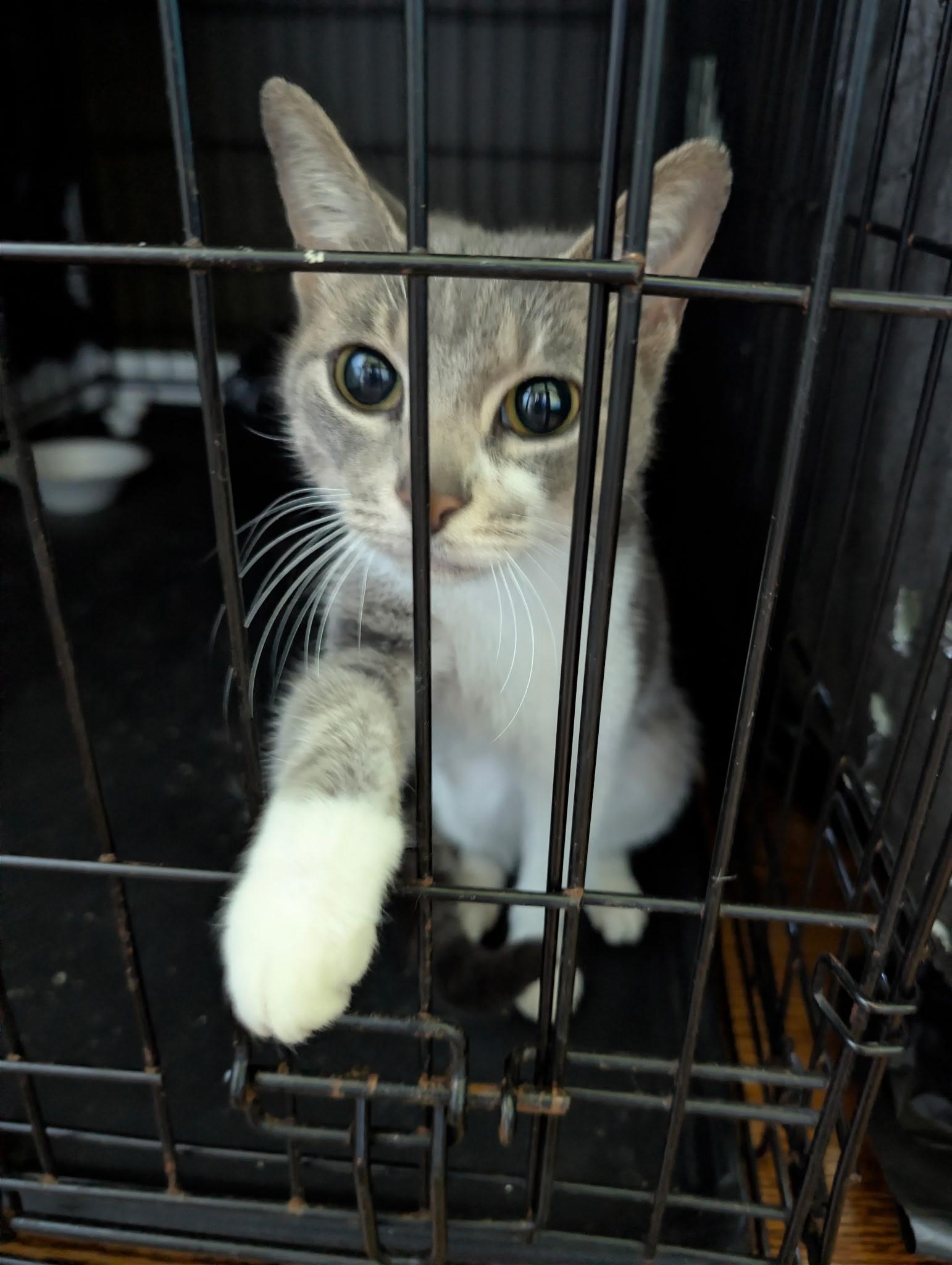 Maya, Adoptable, Young Female American Shorthair.