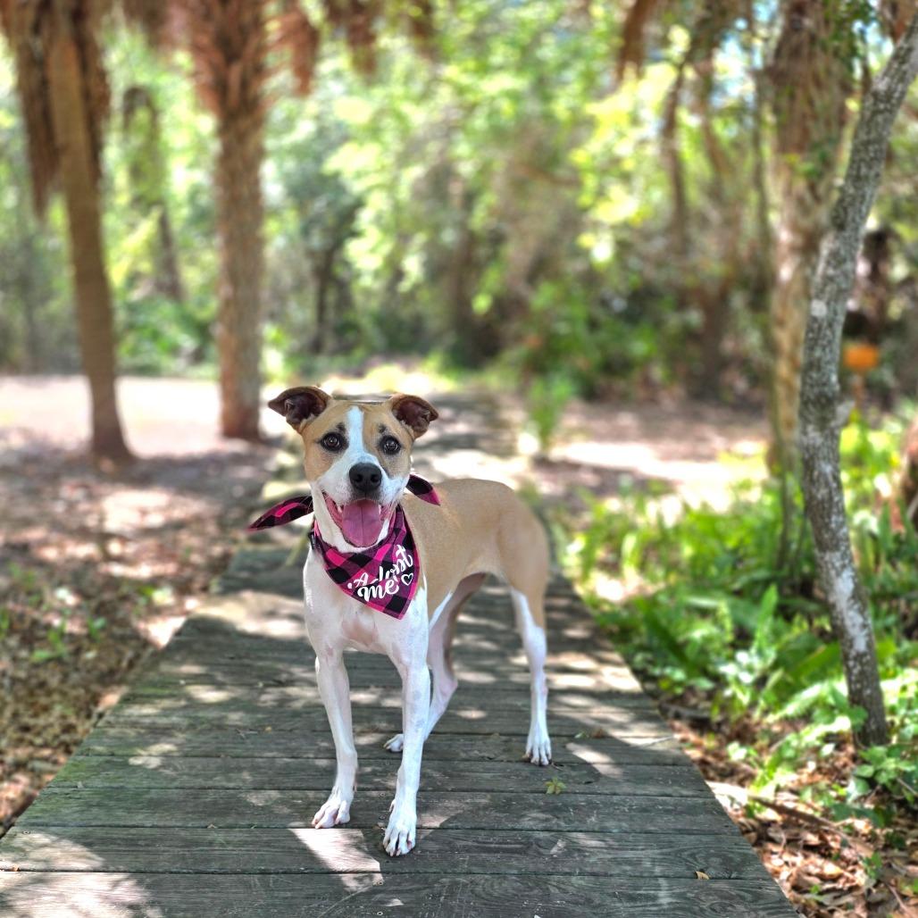 Fiona, a Adoptable Mixed Breed in Port Charlotte, FL image 2/6