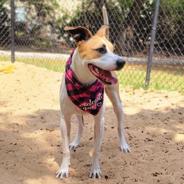 Fiona, a Adoptable Mixed Breed in Port Charlotte, FL image 4/6
