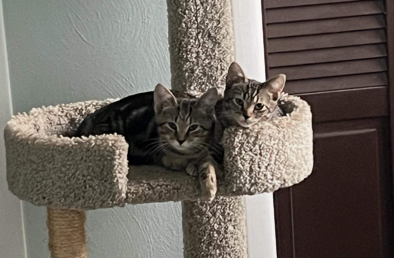 Hercules and Bean, Adopted, Kitten Male Tabby.