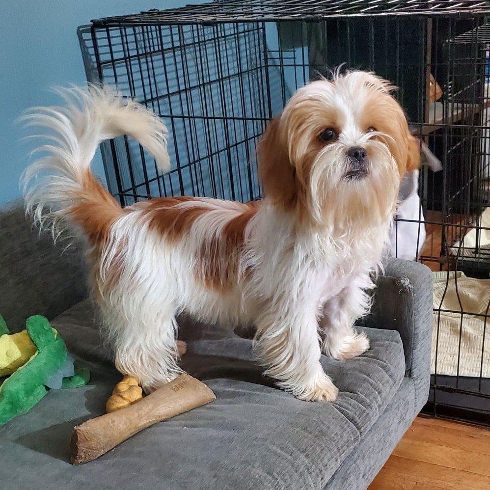 Enlarge Cochise, an adopted Shih Tzu in Dayton, OH image 1/5