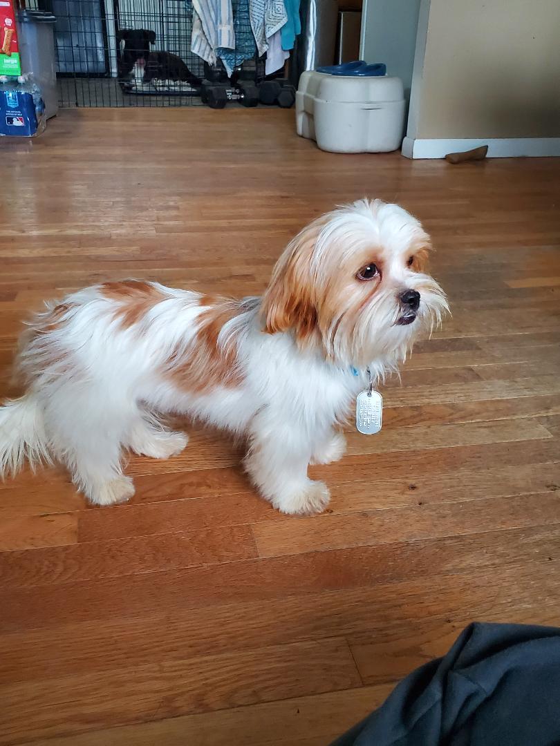 Enlarge Cochise, an adopted Shih Tzu in Dayton, OH image 2/5