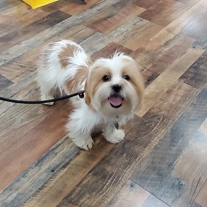 Enlarge Cochise, an adopted Shih Tzu in Dayton, OH image 3/5