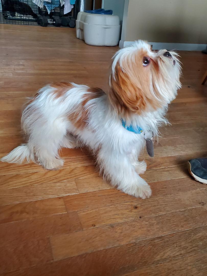 Enlarge Cochise, an adopted Shih Tzu in Dayton, OH image 5/5