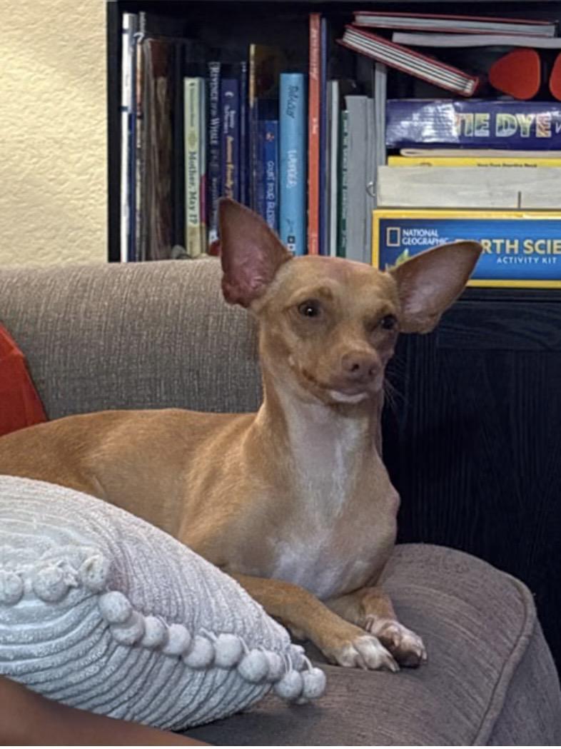 Enlarge Gigi - The Precious Lil Girl, a Adoptable mixed breed in Florence, OR image 3/3