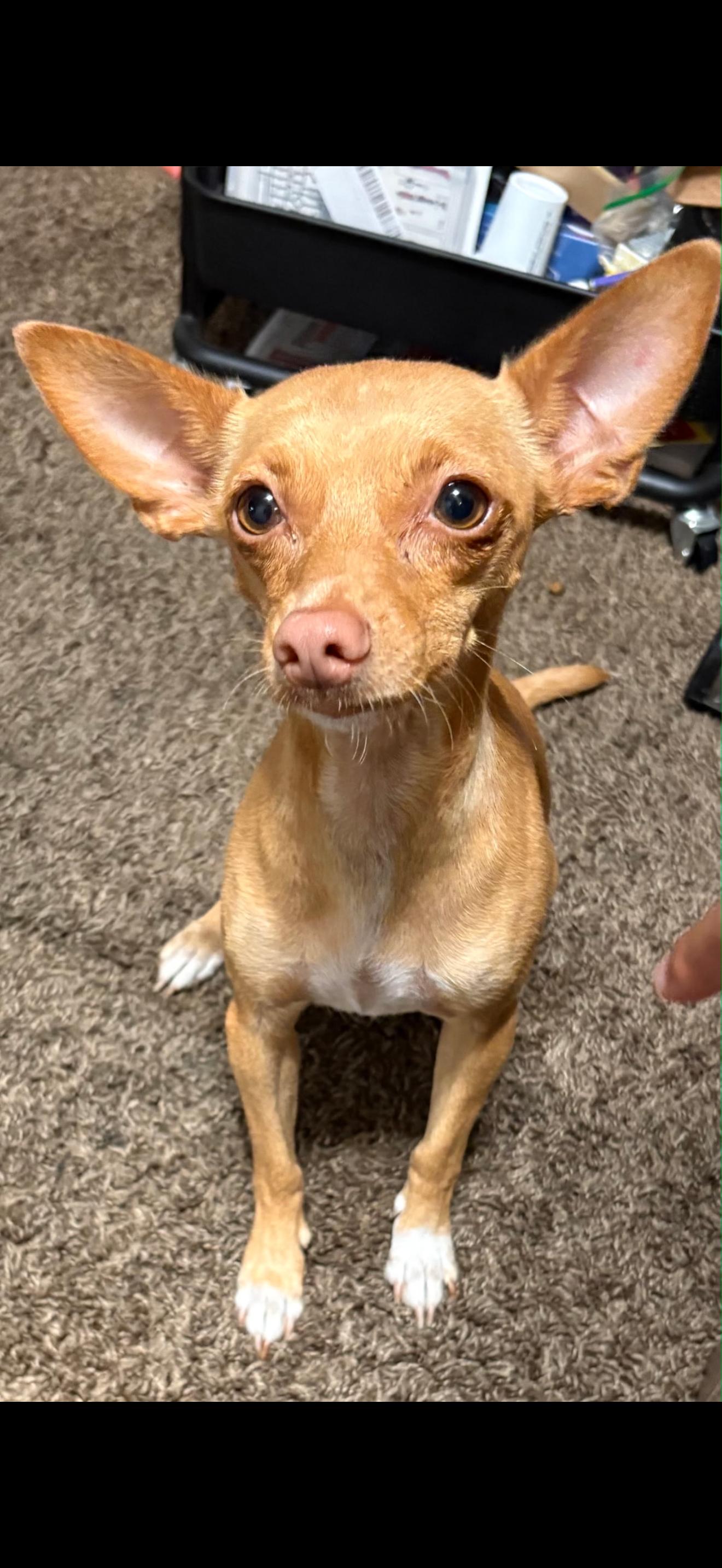 Enlarge Gigi - The Precious Lil Girl, a Adoptable mixed breed in Florence, OR image 2/3