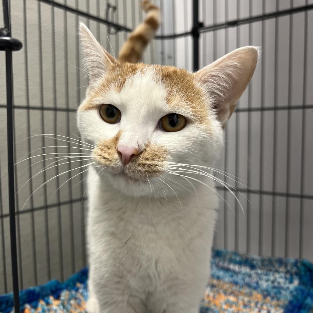 Enlarge Peanut Brittle, a Adoptable mixed breed in Chicago, IL image 1/3