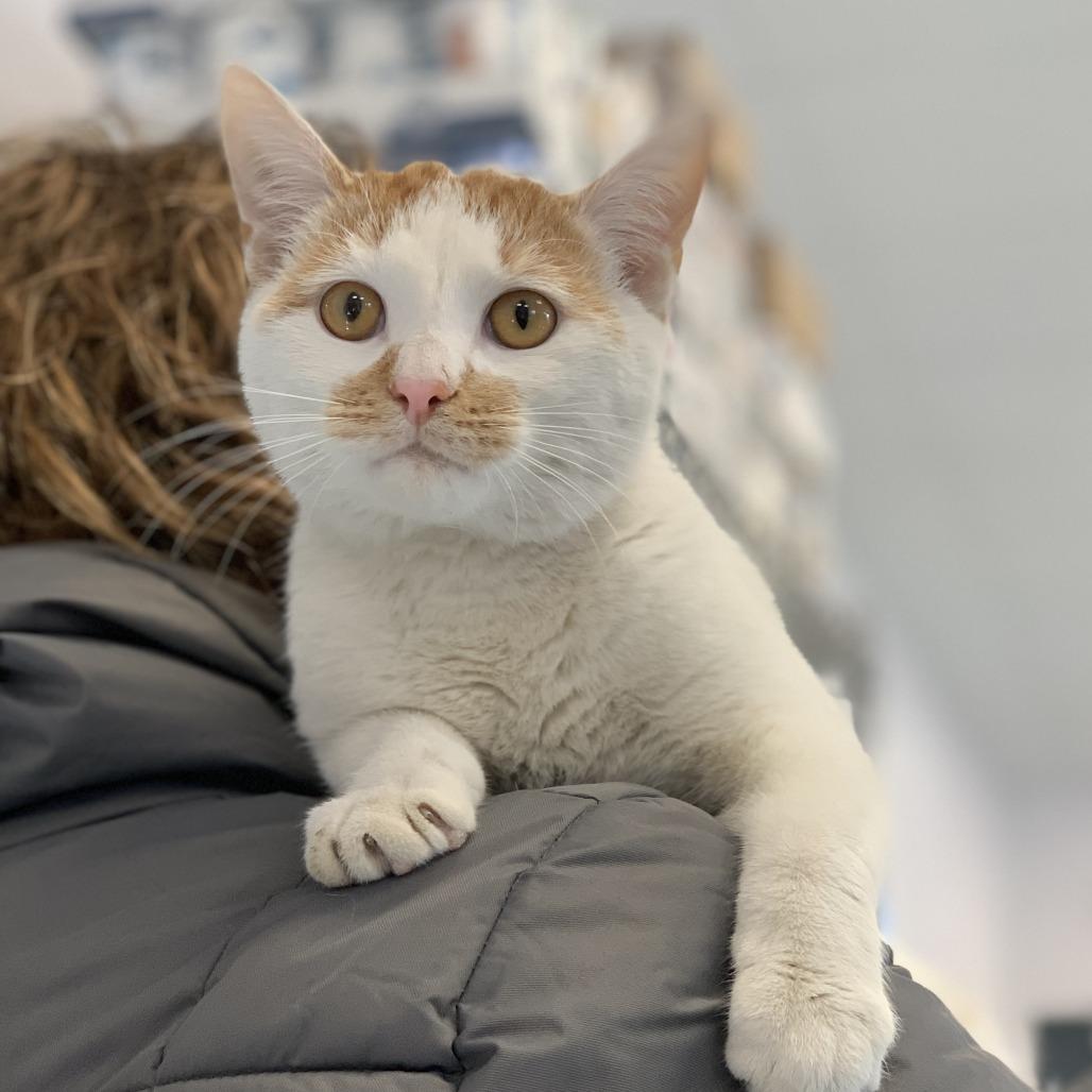 Enlarge Peanut Brittle, a Adoptable mixed breed in Chicago, IL image 2/3