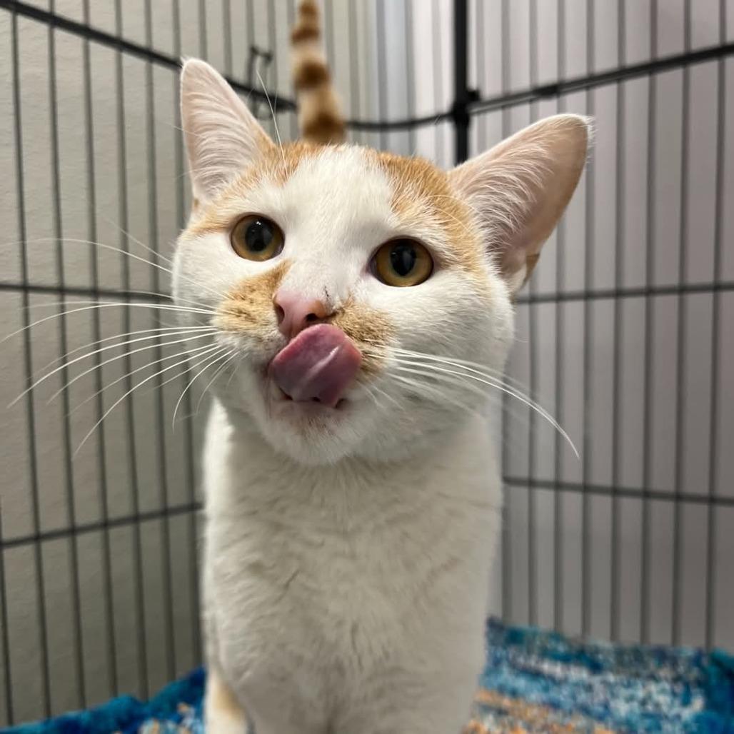 Enlarge Peanut Brittle, a Adoptable mixed breed in Chicago, IL image 3/3