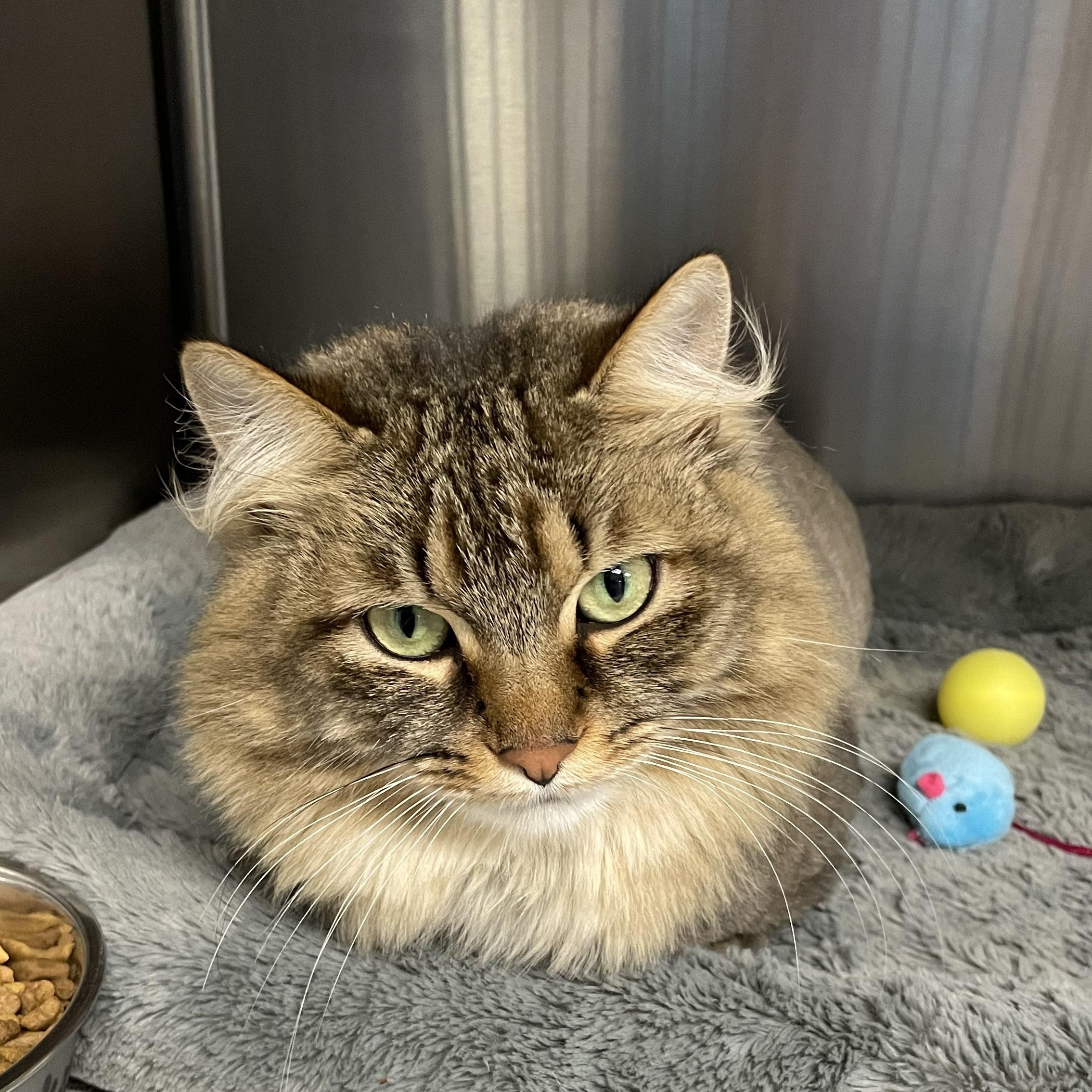 Enlarge Charlie, a Adoptable mixed breed in North Kingstown, RI image 1/5