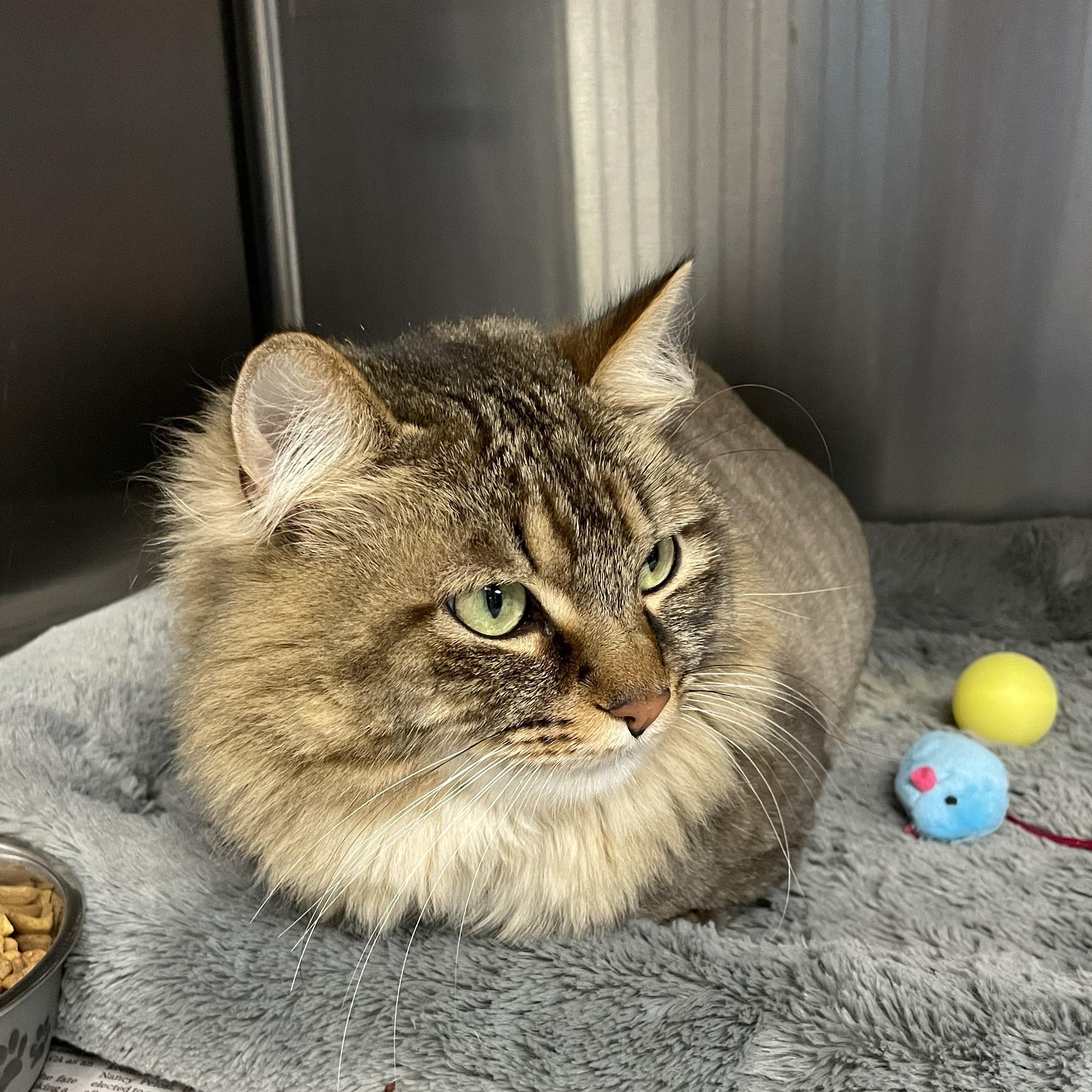 Enlarge Charlie, a Adoptable mixed breed in North Kingstown, RI image 3/5