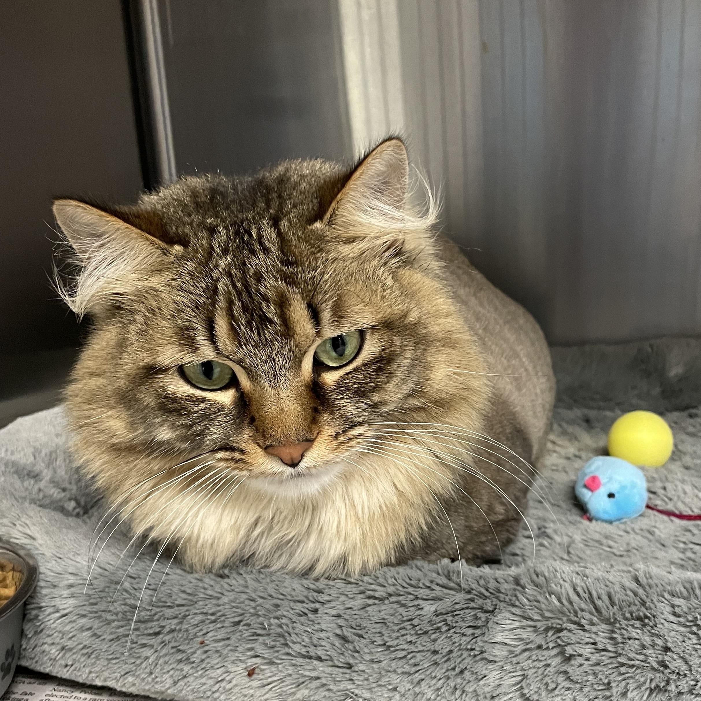 Enlarge Charlie, a Adoptable mixed breed in North Kingstown, RI image 5/5