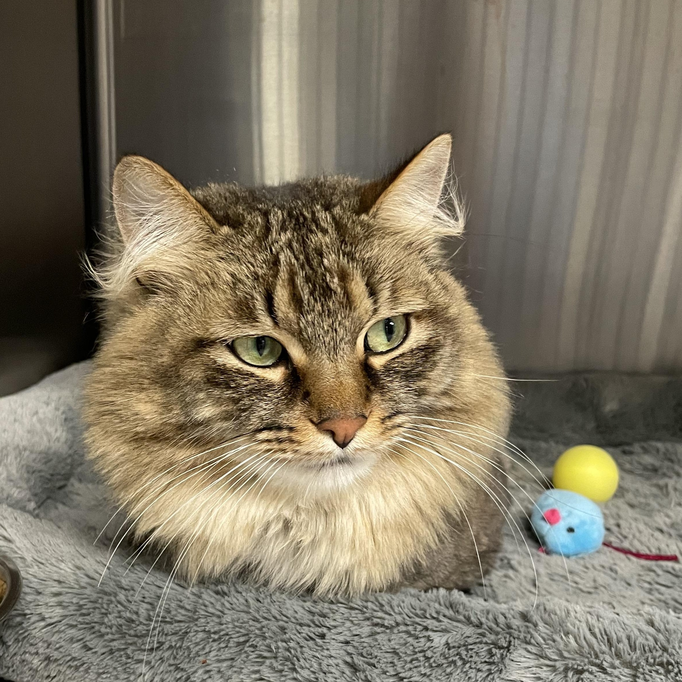 Enlarge Charlie, a Adoptable mixed breed in North Kingstown, RI image 2/5