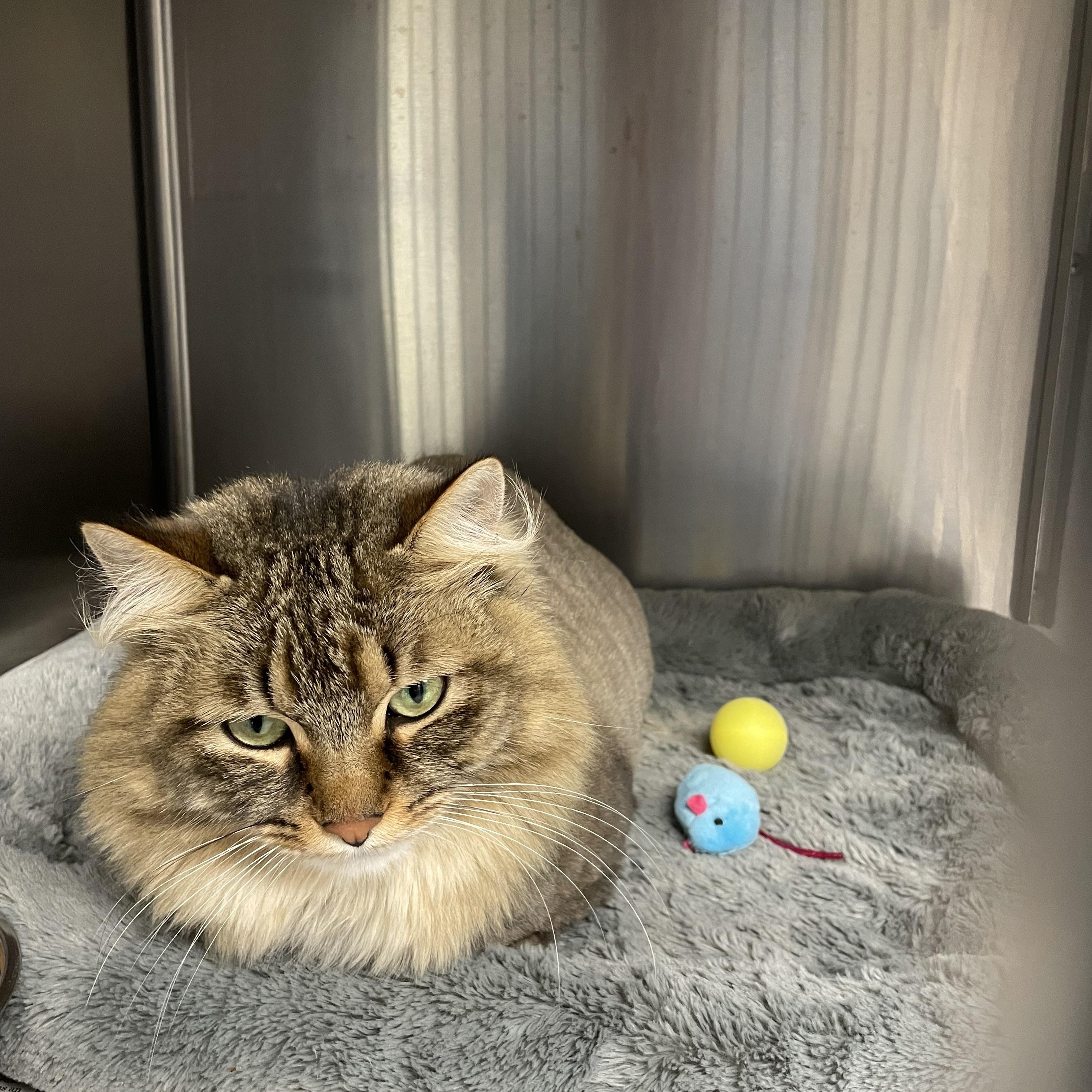 Enlarge Charlie, a Adoptable mixed breed in North Kingstown, RI image 4/5
