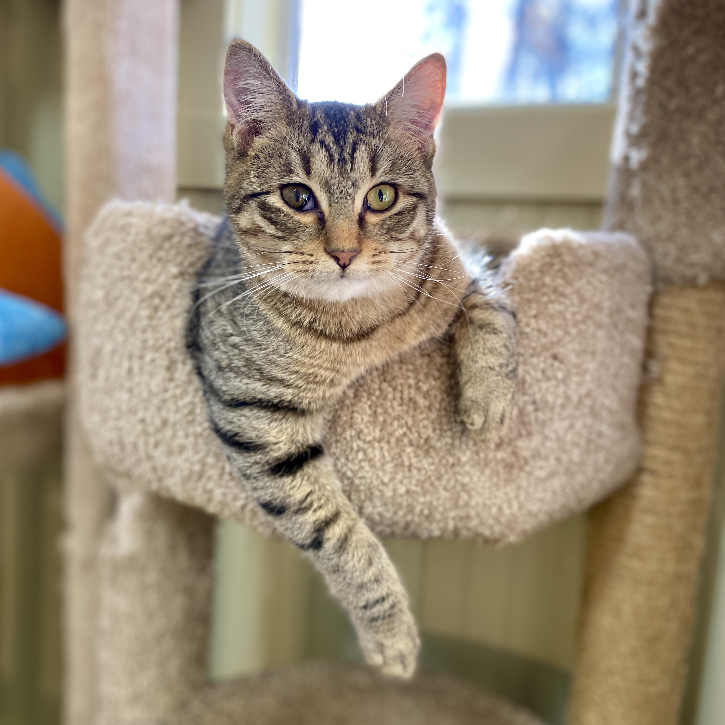 Scooter, Adoptable, Kitten Male Domestic Short Hair.