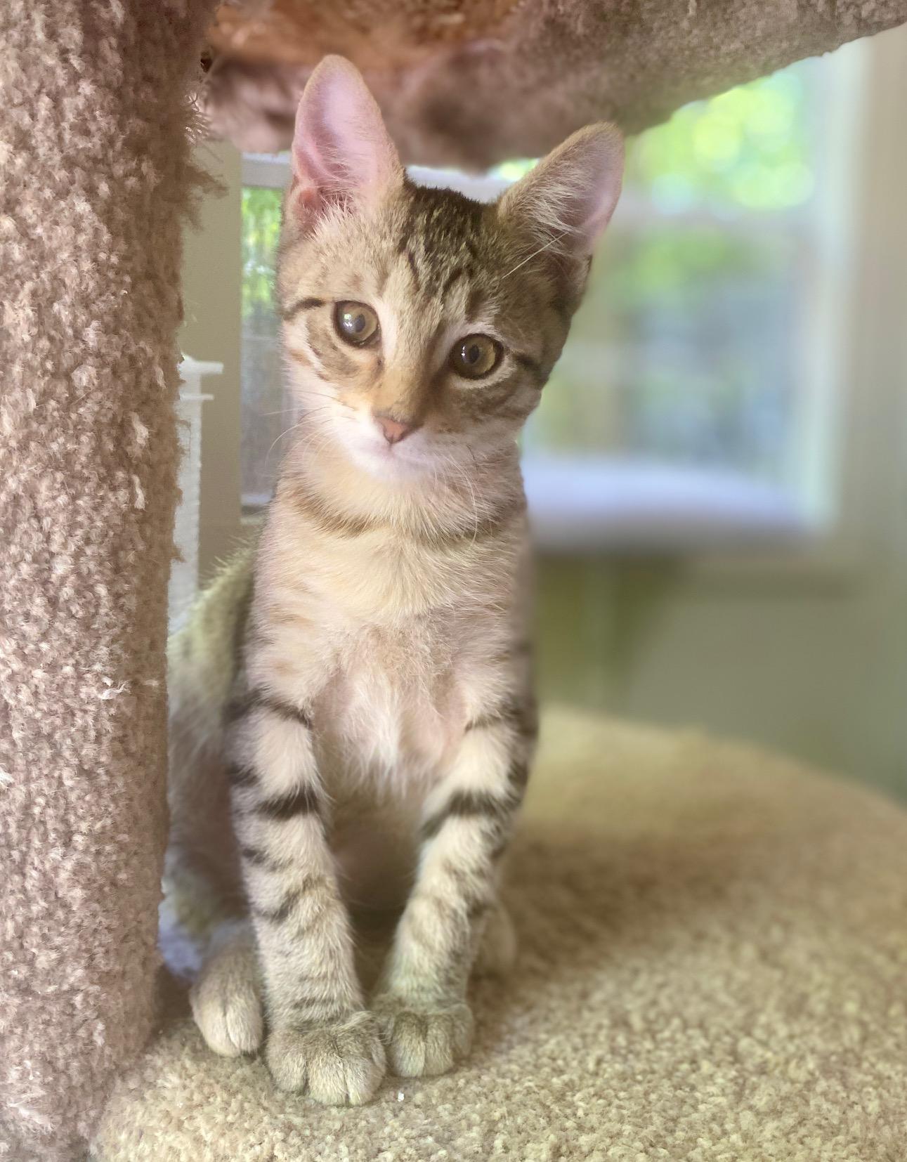 Enlarge Scooter, a Adoptable Domestic Short Hair in Jasper, GA image 3/4