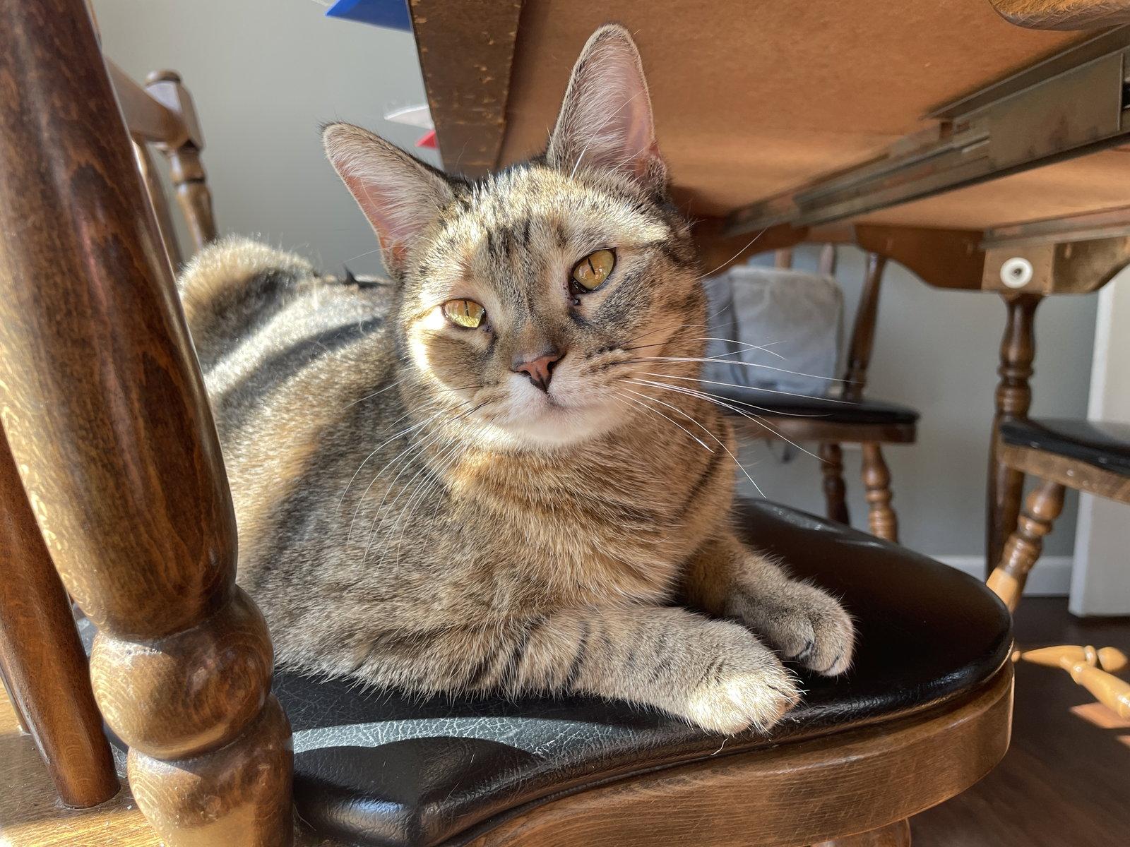 Minnow, Adoptable, Young Female Domestic Short Hair.