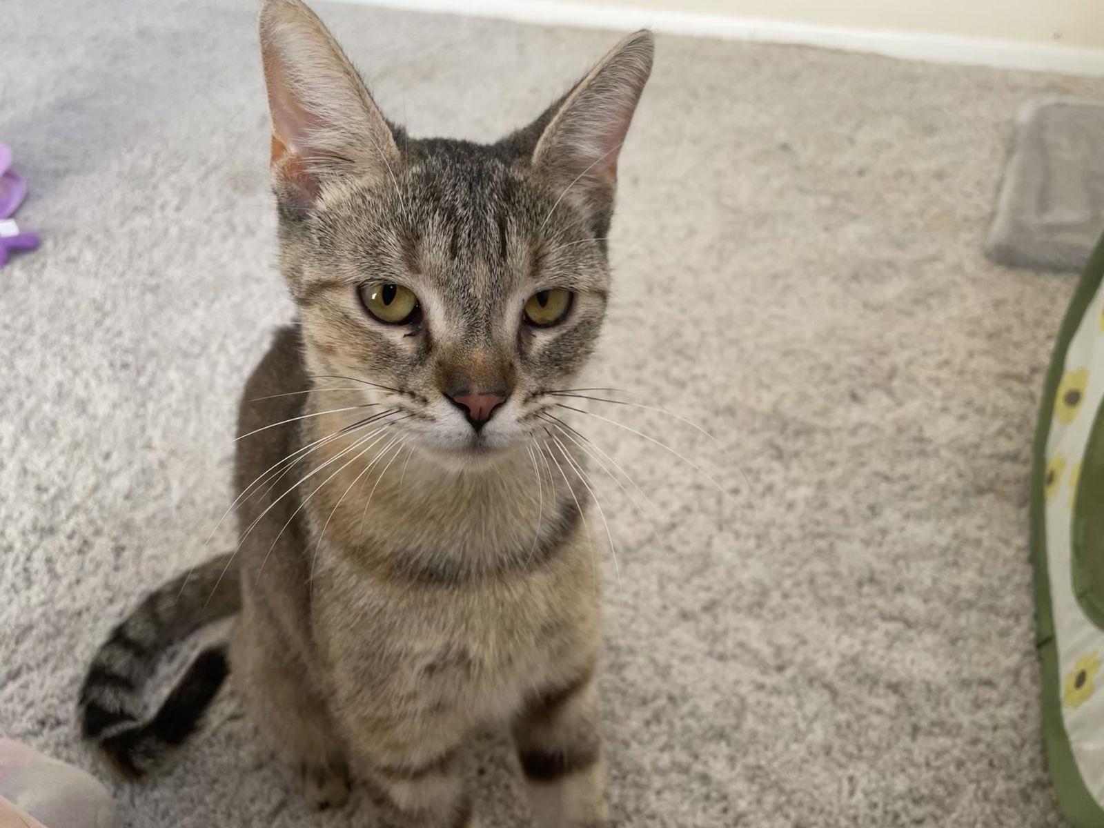 Minnow, Adoptable, Young Female Domestic Short Hair.