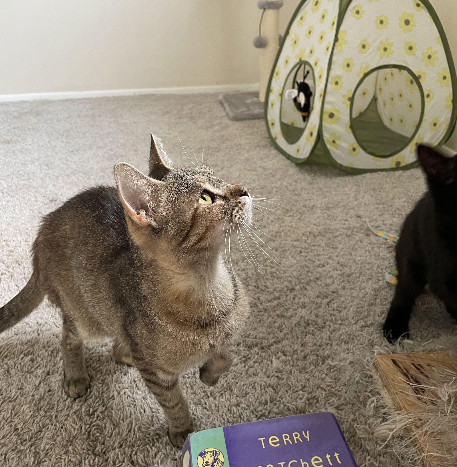 Enlarge Minnow, a Adoptable Domestic Short Hair in Livonia, MI image 2/3