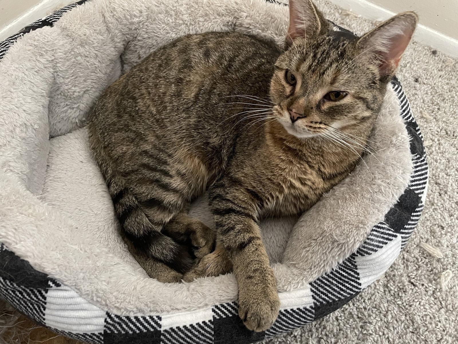 Minnow, a Adoptable Domestic Short Hair in Livonia, MI image 2/3