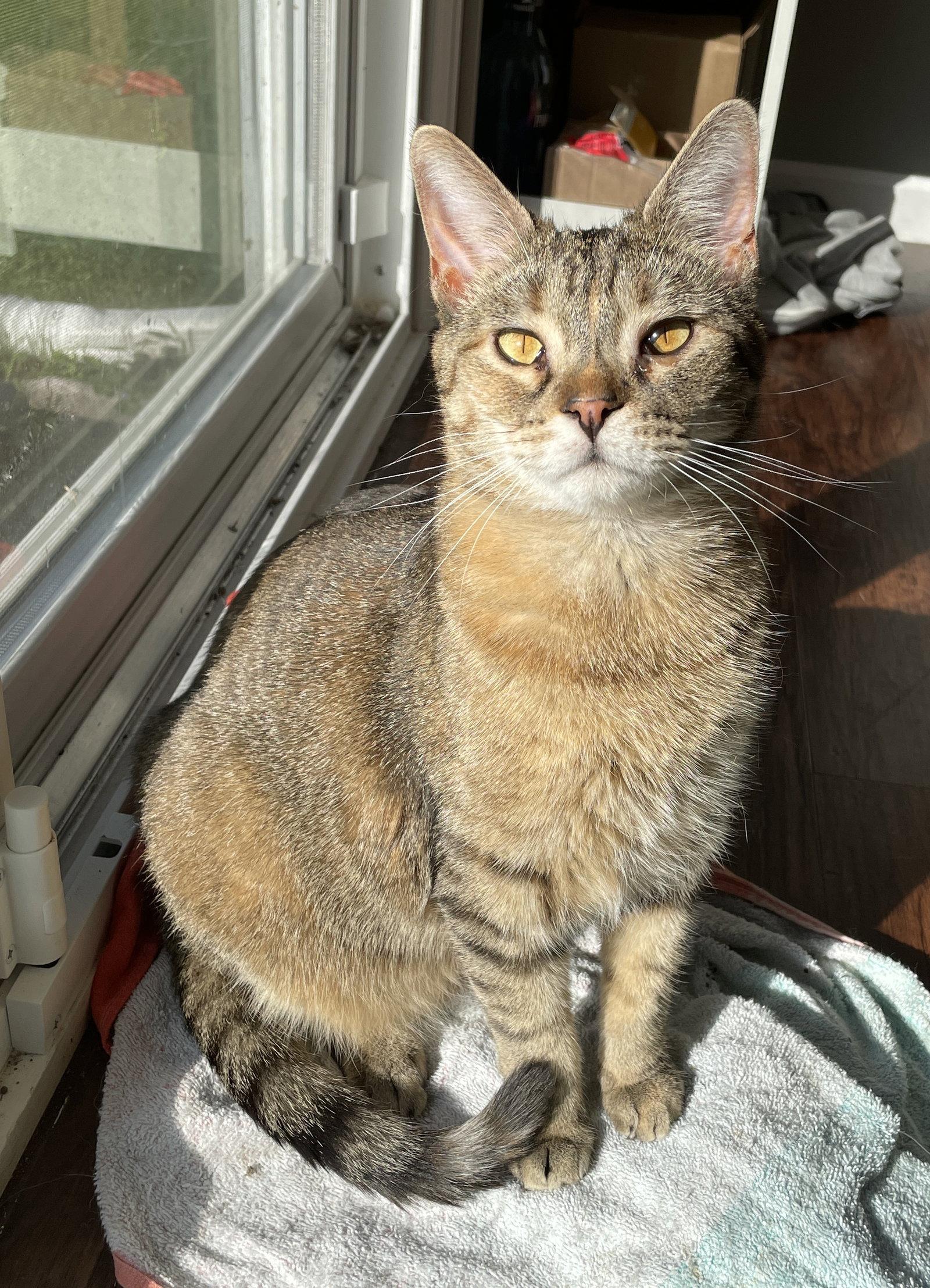 Minnow, a Adoptable Domestic Short Hair in Livonia, MI image 3/3