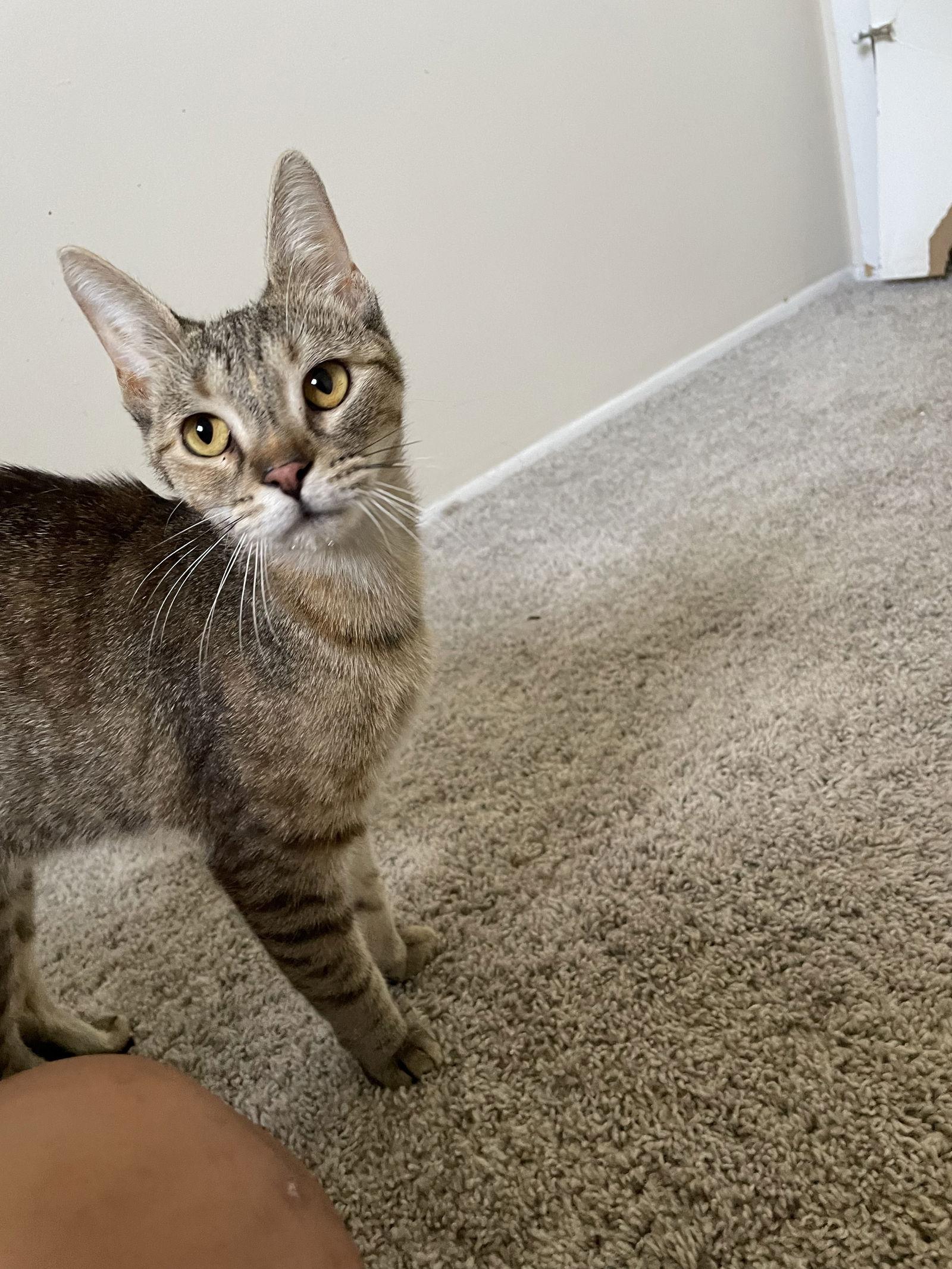 Minnow, Adoptable, Young Female Domestic Short Hair.