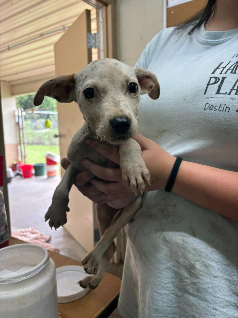 Felicity, Adoptable, Puppy Female Pit Bull Terrier.
