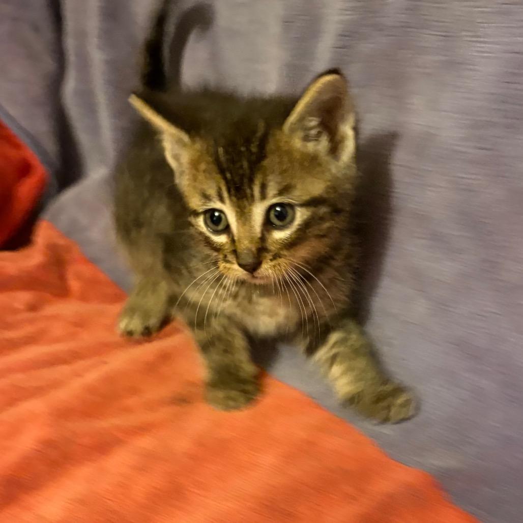 Brooks, Adoptable, Kitten Male Domestic Short Hair.