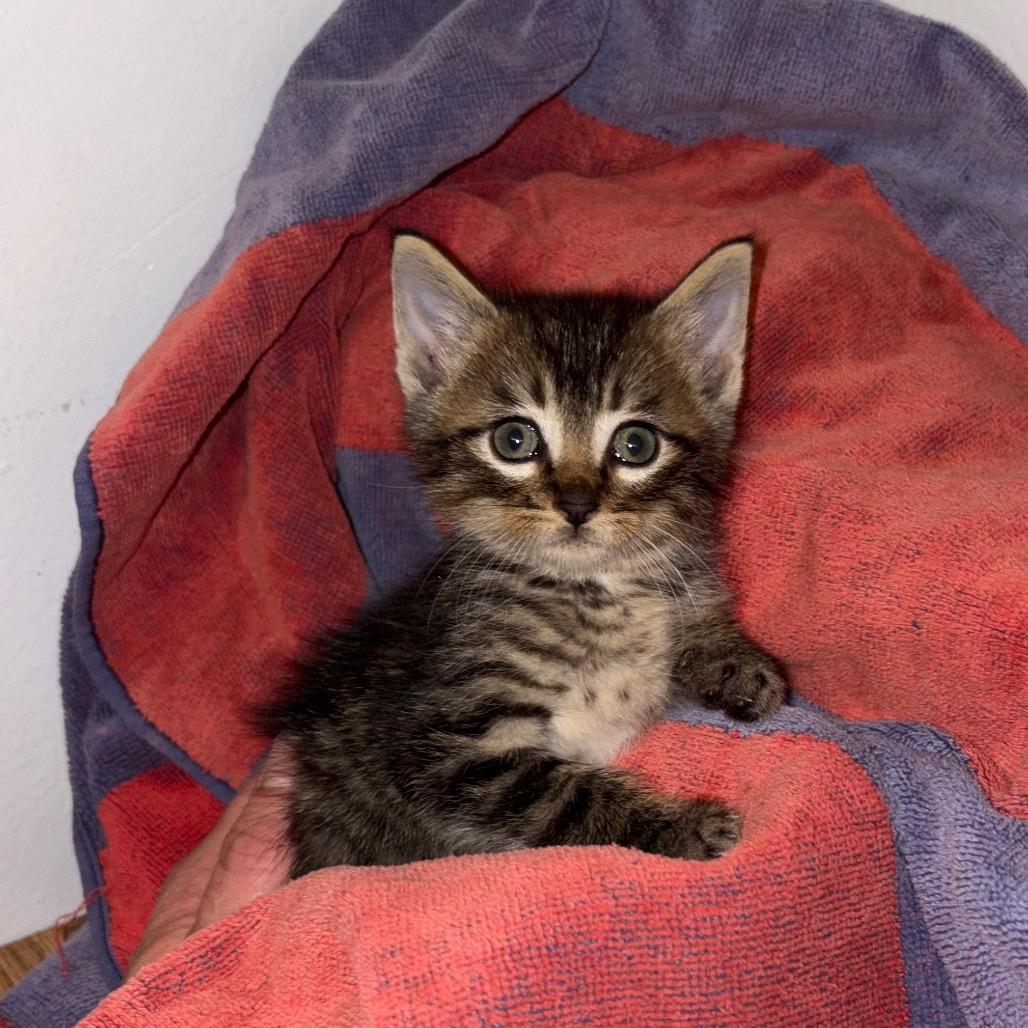 Enlarge Brooks, a Adoptable Domestic Short Hair in Crookston, MN image 3/3