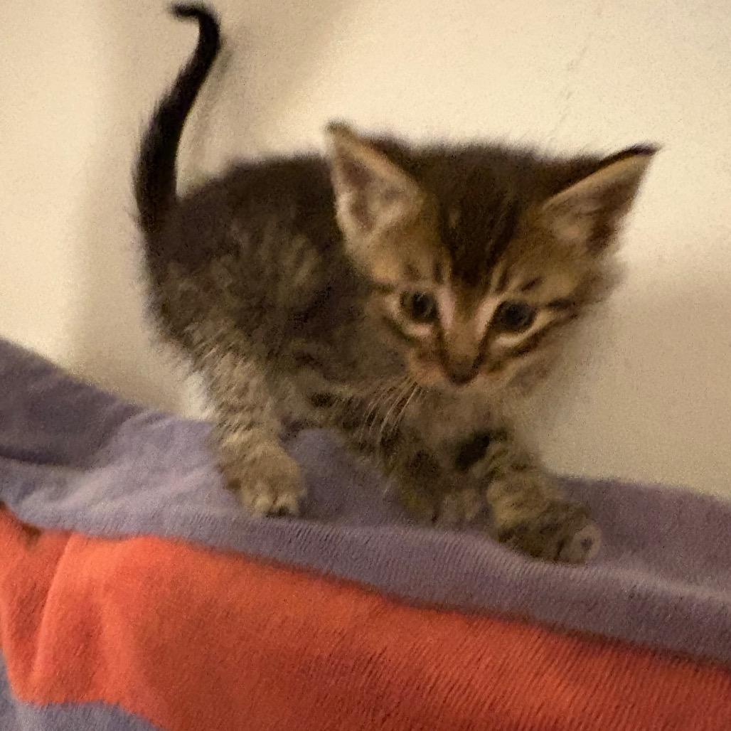 Enlarge Brooks, a Adoptable Domestic Short Hair in Crookston, MN image 2/3